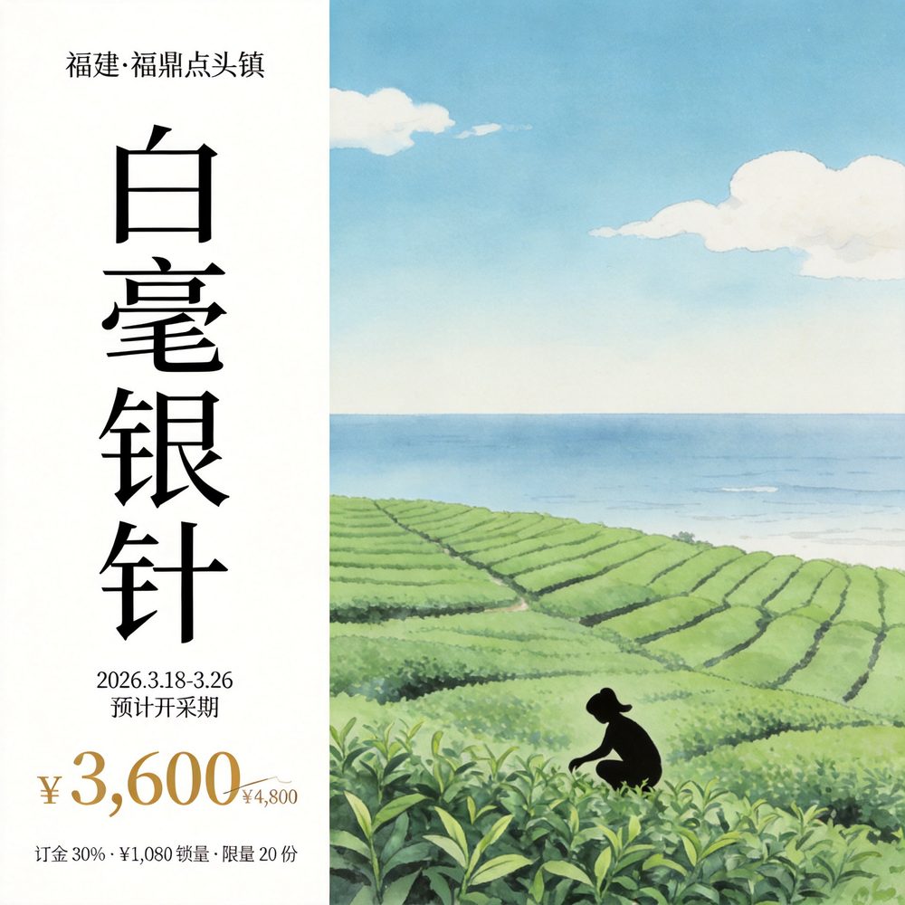 First Pick pre-order | Fuding Diantou Silver Needle · First Pick, 500g gift box